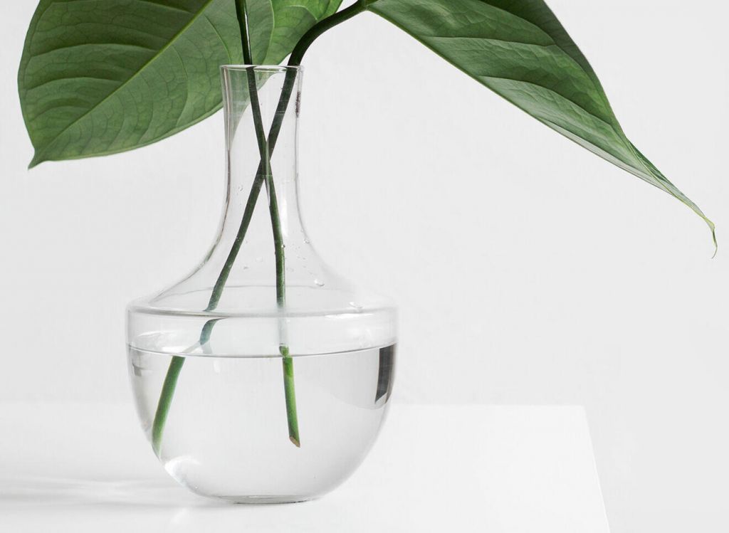 Glass vase with a plant, symbolizing growth